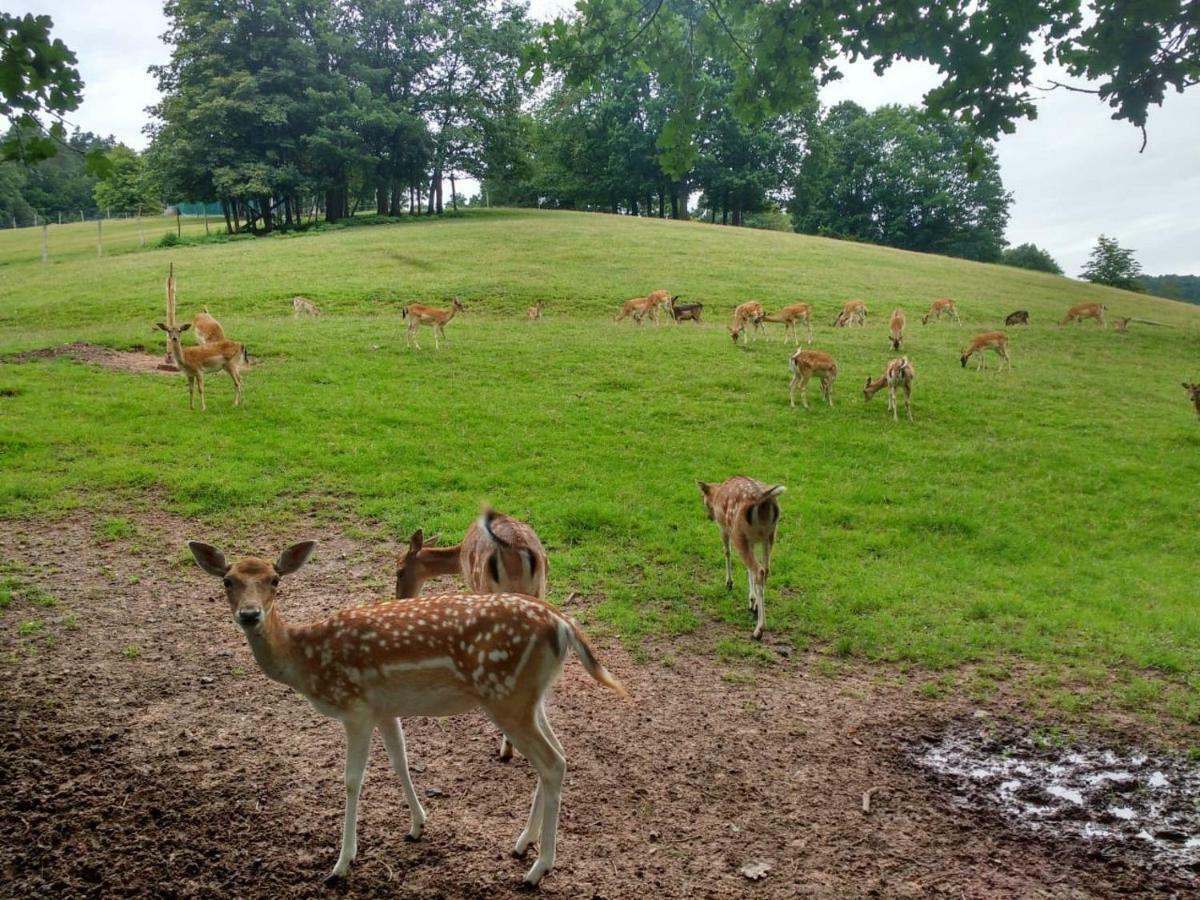 Ferienwohnung Rhododendron - Natur pur Kinderparadies Rotenburg an der Fulda Exterior foto